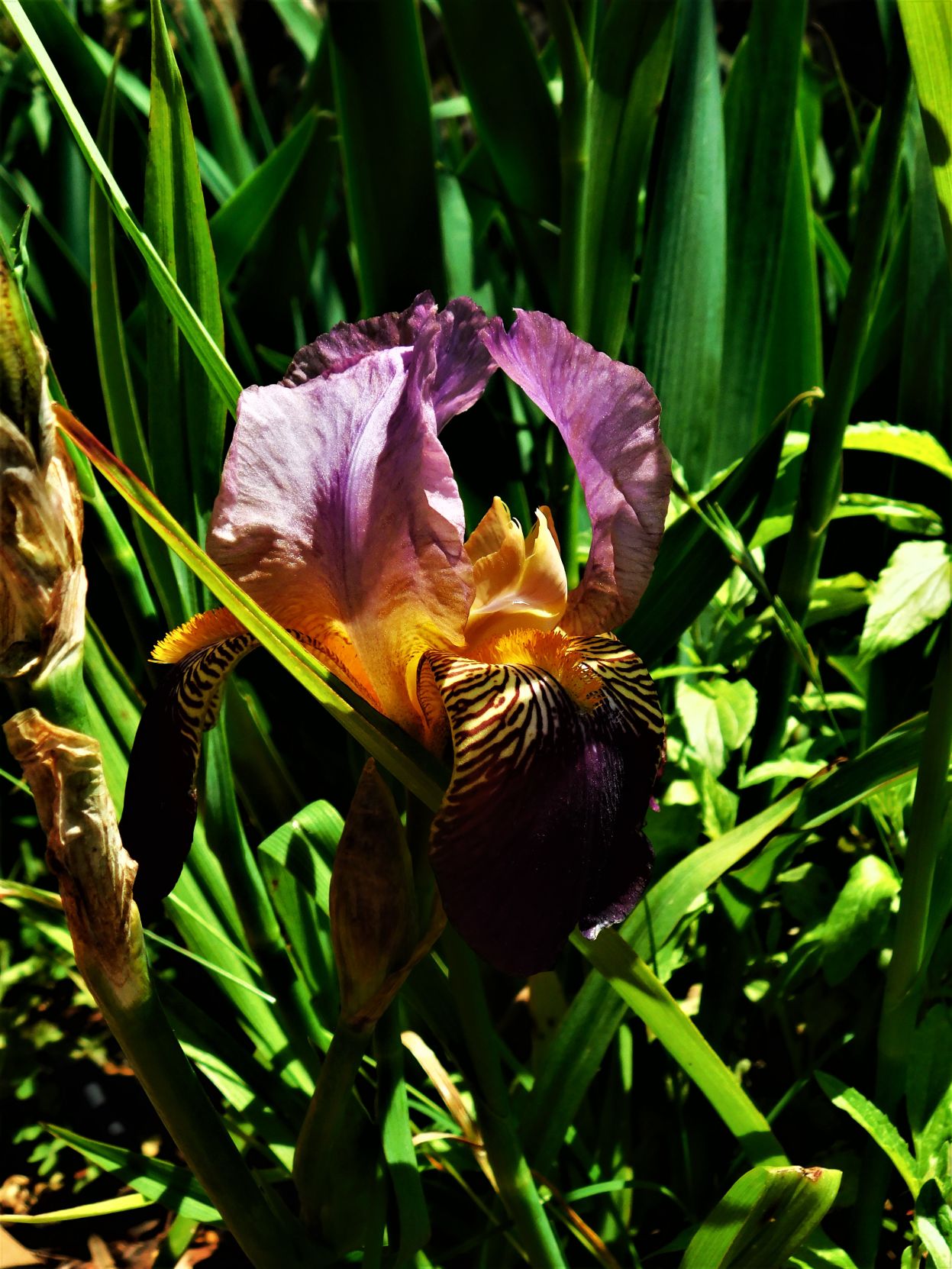 Iris